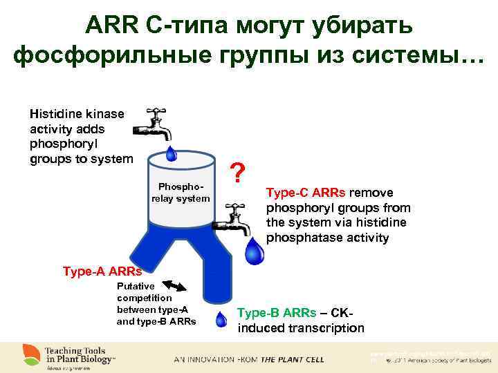 ARR С-типа могут убирать фосфорильные группы из системы… Histidine kinase activity adds phosphoryl groups