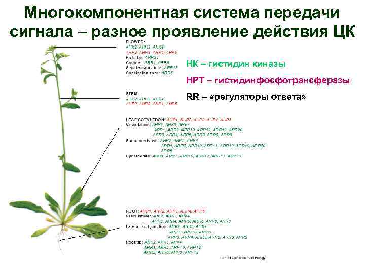 Многокомпонентная система передачи сигнала – разное проявление действия ЦК НК – гистидин киназы НРТ