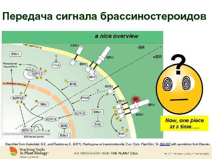 Передача сигнала брассиностероидов а nice overview ? Now, one piece at a time…. .