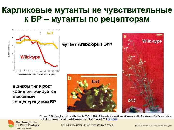 Карликовые мутанты не чувствительные к БР – мутанты по рецепторам bri 1 Wild-type мутант