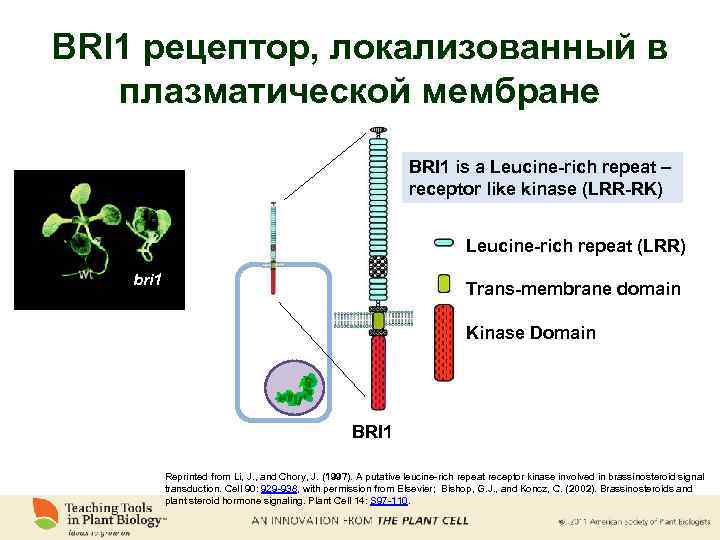 BRI 1 рецептор, локализованный в плазматической мембране BRI 1 is a Leucine-rich repeat –