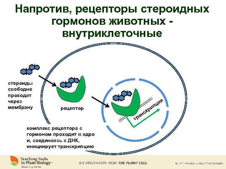 Напротив, рецепторы стероидных гормонов животных внутриклеточные стероиды свободно проходят через мембрану я и пц