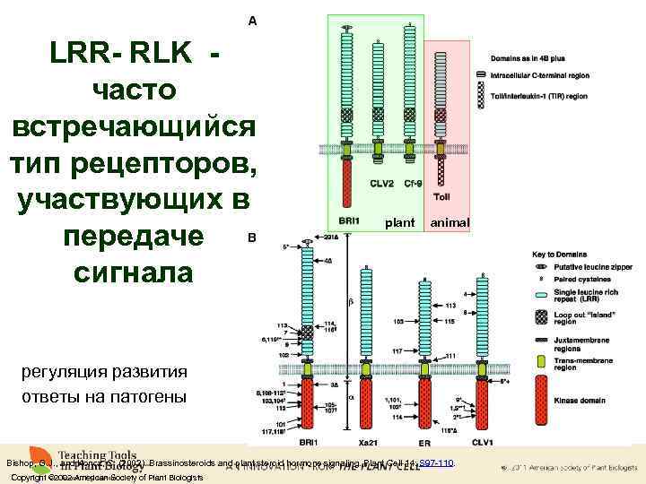 LRR- RLK часто встречающийся тип рецепторов, участвующих в передаче сигнала plant animal регуляция развития