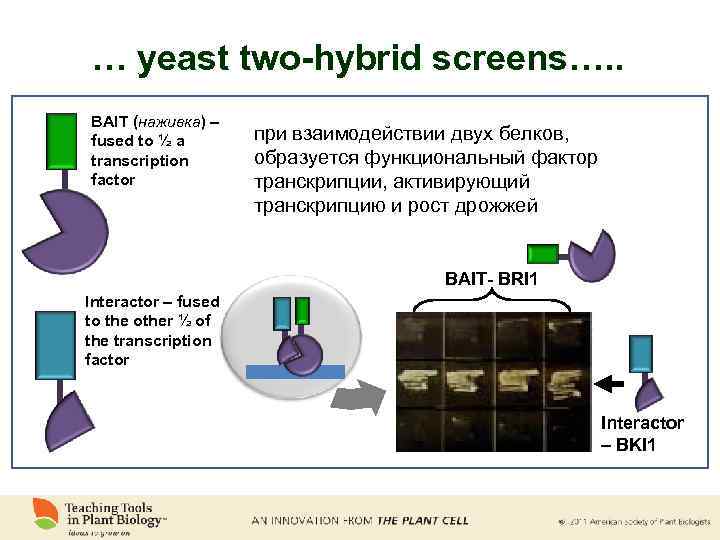 … yeast two-hybrid screens…. . BAIT (наживка) – fused to ½ a transcription factor