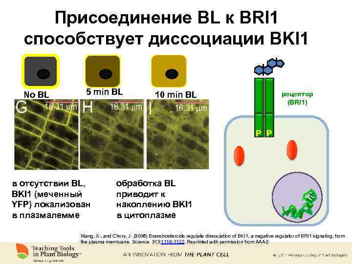 Присоединение BL к BRI 1 способствует диссоциации BKI 1 No BL 5 min BL