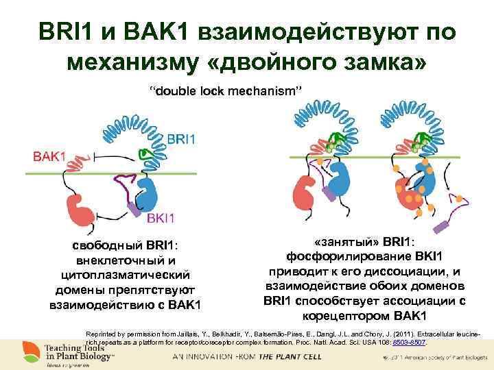 BRI 1 и BAK 1 взаимодействуют по механизму «двойного замка» “double lock mechanism” свободный