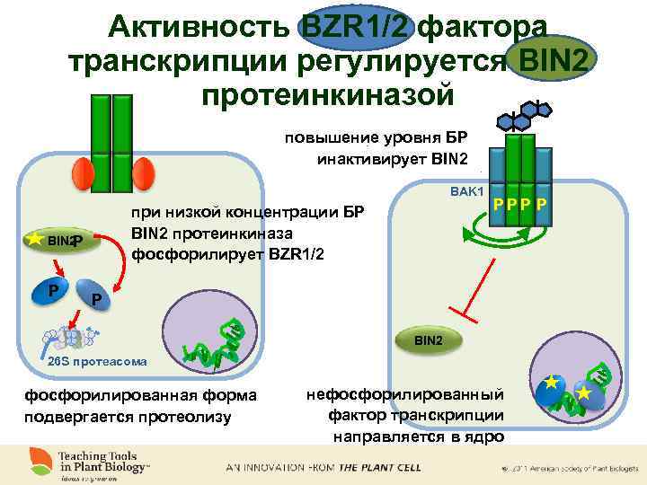 Активность BZR 1/2 фактора транскрипции регулируется BIN 2 протеинкиназой повышение уровня БР инактивирует BIN