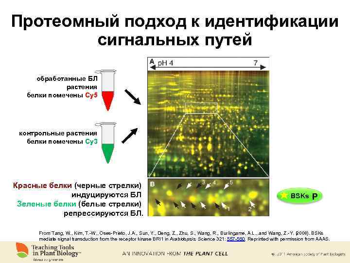 Протеомный подход к идентификации сигнальных путей обработанные БЛ растения белки помечены Cy 5 контрольные