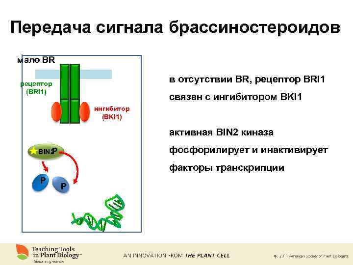 Передача сигнала брассиностероидов мало BR в отсутствии BR, рецептор BRI 1 рецептор (BRI 1)