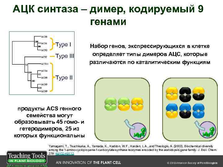 АЦК синтаза – димер, кодируемый 9 генами Type III Набор генов, экспрессирующихся в клетке