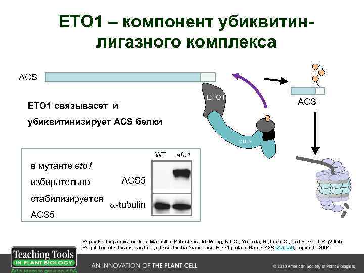 ETO 1 – компонент убиквитинлигазного комплекса ACS ETO 1 связывасет и ACS убиквитинизирует ACS