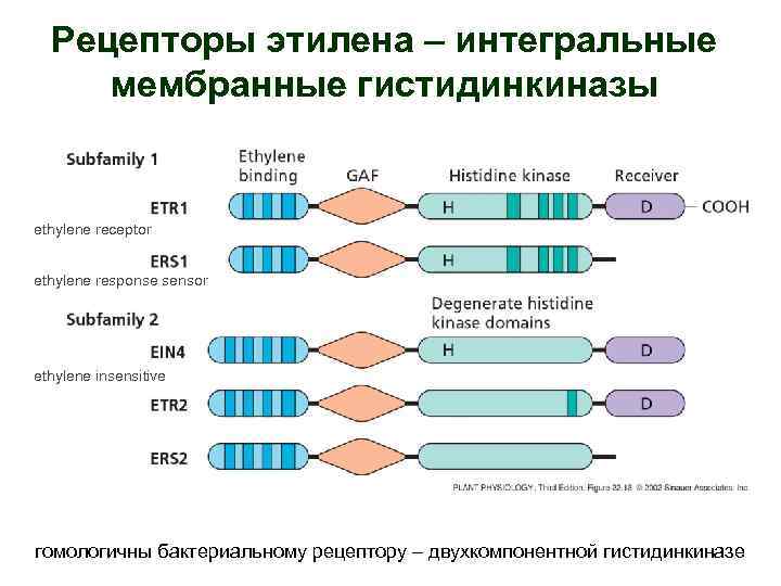 Рецепторы этилена – интегральные мембранные гистидинкиназы ethylene receptor ethylene response sensor ethylene insensitive гомологичны