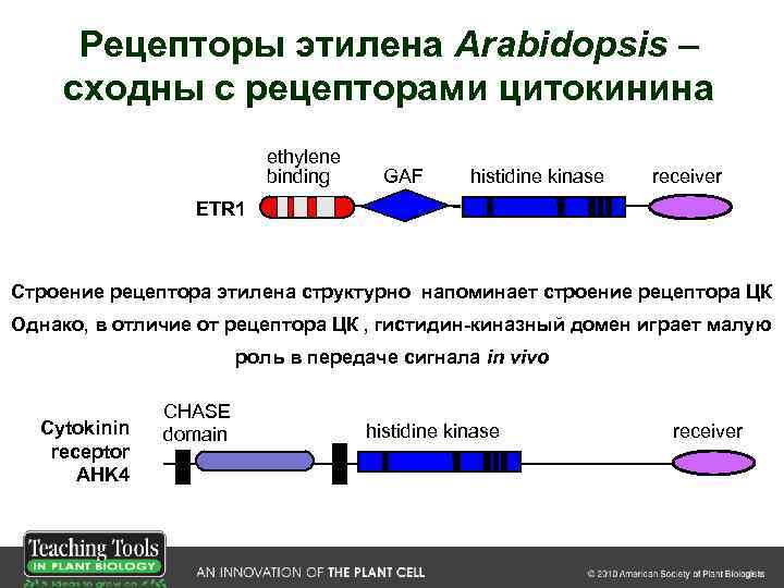 Рецепторы этилена Arabidopsis – сходны с рецепторами цитокинина ethylene binding GAF histidine kinase receiver