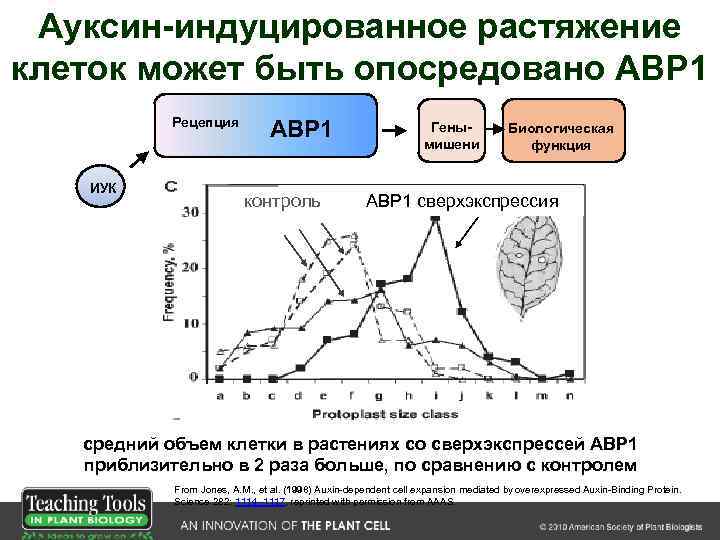 Ауксин-индуцированное растяжение клеток может быть опосредовано АВР 1 Рецепция ИУК ABP 1 контроль Генымишени