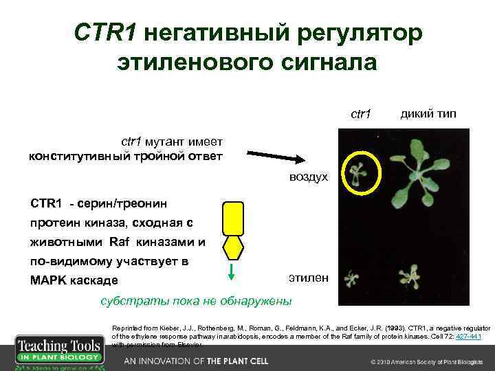 CTR 1 негативный регулятор этиленового сигнала ctr 1 дикий тип ctr 1 мутант имеет