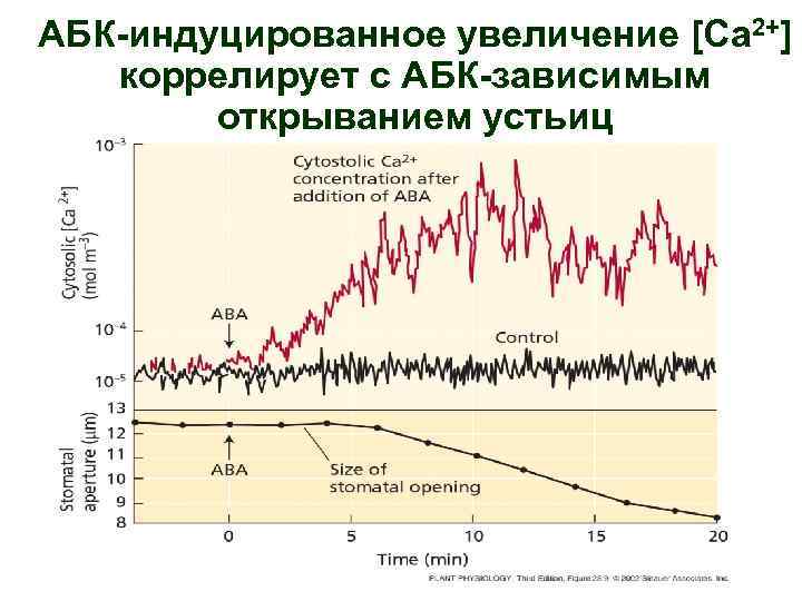 АБК-индуцированное увеличение [Ca 2+] коррелирует с АБК-зависимым открыванием устьиц 