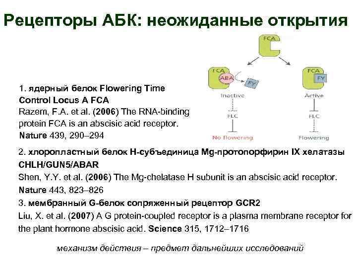 Рецепторы АБК: неожиданные открытия 1. ядерный белок Flowering Time Control Locus A FCA Razem,