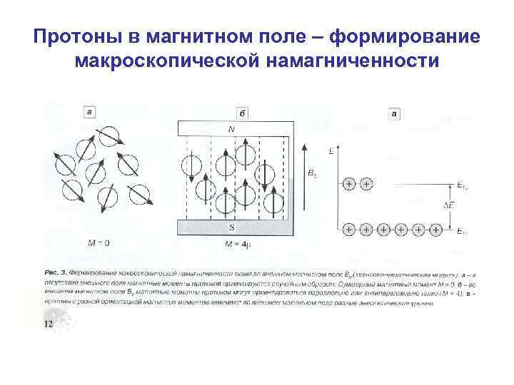 Протоны в магнитном поле – формирование макроскопической намагниченности 