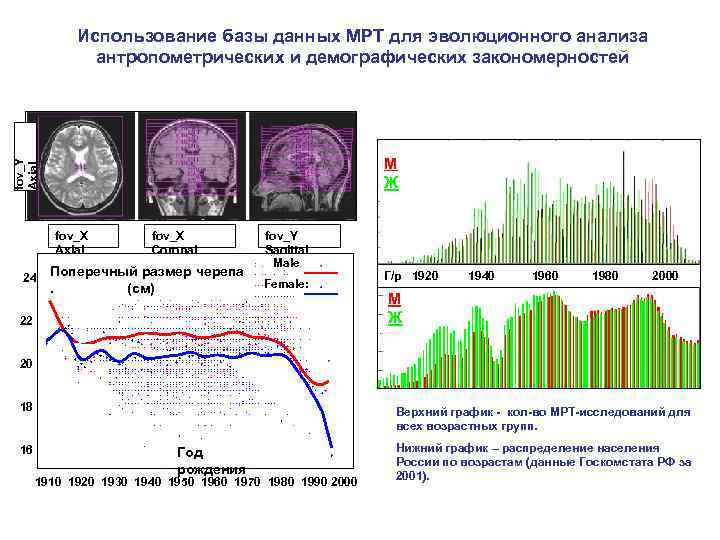 fov_Y Axial Использование базы данных МРТ для эволюционного анализа антропометрических и демографических закономерностей М