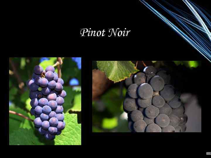 Pinot Noir 