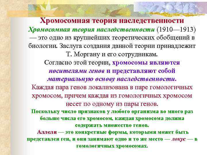 Хромосомная теория наследственности (1910— 1913) — это одно из крупнейших теоретических обобщений в биологии.