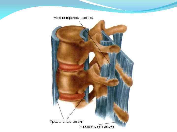 Связки позвоночника. Межпоперечные связки позвоночника. Капсульно связочный аппарат шейного отдела позвоночника. Передняя продольная связка l2-l5. Передняя продольная связка позвоночного столба.