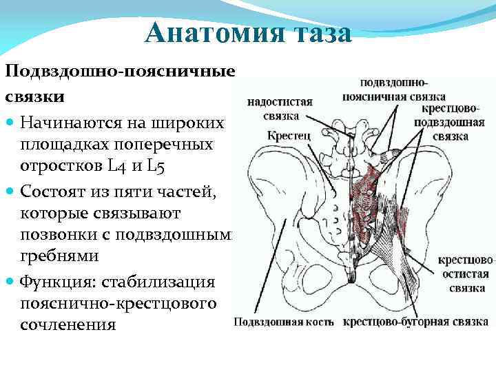 Область малого таза у мужчин где находится картинка