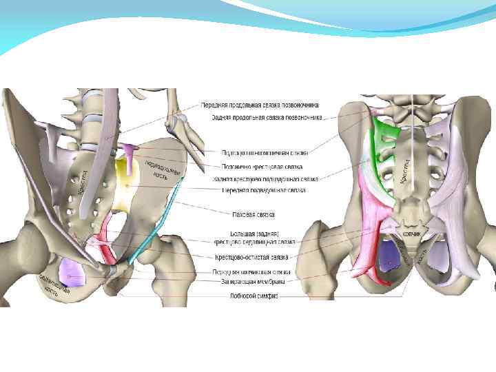 Область подвздошной кости. Тазобедренный сустав малый таз. Подвздошно-поясничная связка анатомия. Пояснично-крестцовое сочленение анатомия. Анатомия таза мышцы связки.