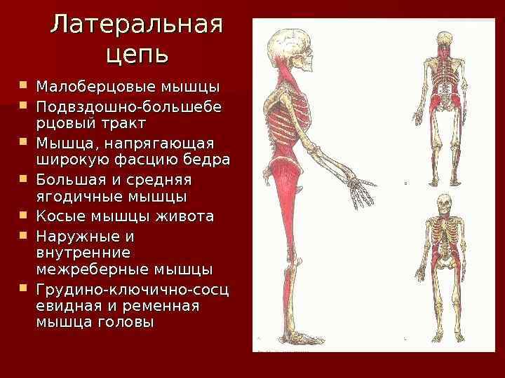 Миофасциальные поезда картинки