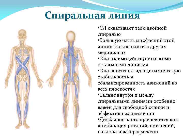 Функциональная линия. Спиральная линия анатомические поезда. Спиральные линии тела человека. Спиральная линия тела по Майерсу. Анатомические линии тела.