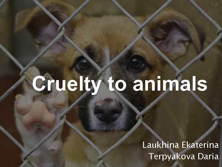 Cruelty to animals Laukhina Ekaterina Terpyakova Daria 