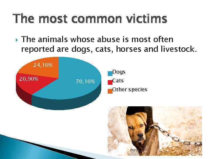 The most common victims The animals whose abuse is most often reported are dogs,