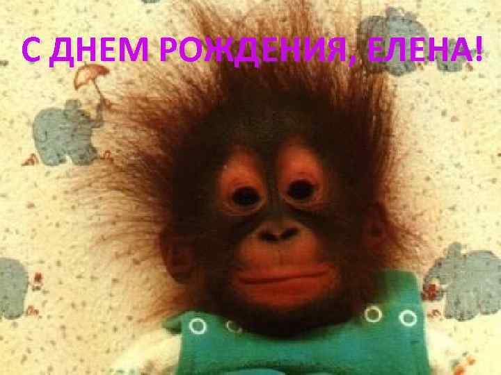 С ДНЕМ РОЖДЕНИЯ, ЕЛЕНА! 