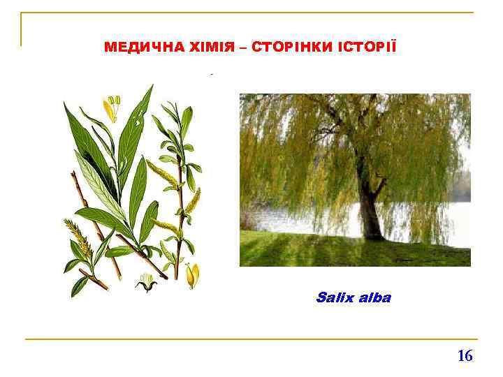 МЕДИЧНА ХІМІЯ – СТОРІНКИ ІСТОРІЇ Salix alba 16 