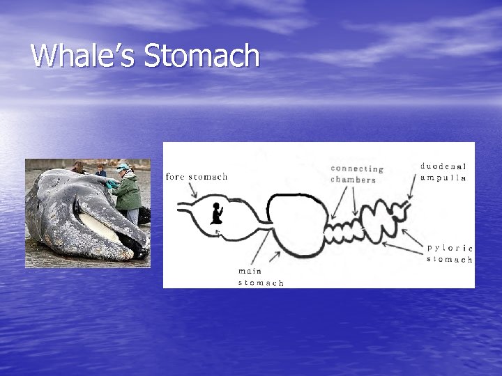 Whale’s Stomach 