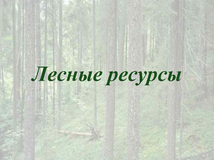 Лесные ресурсы 