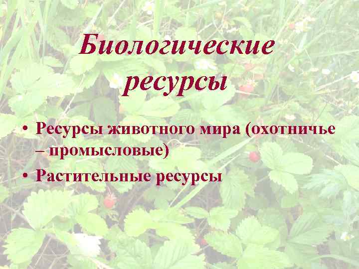 Биологические ресурсы • Ресурсы животного мира (охотничье – промысловые) • Растительные ресурсы 