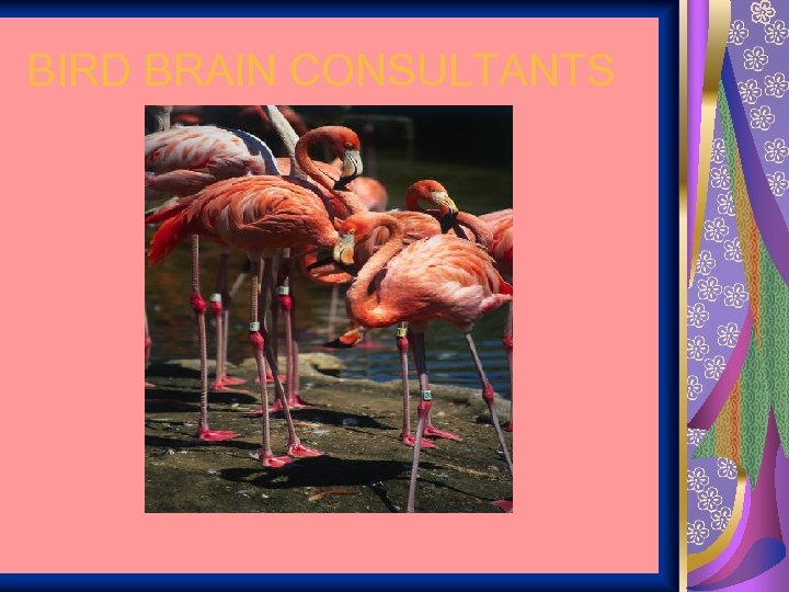 BIRD BRAIN CONSULTANTS 