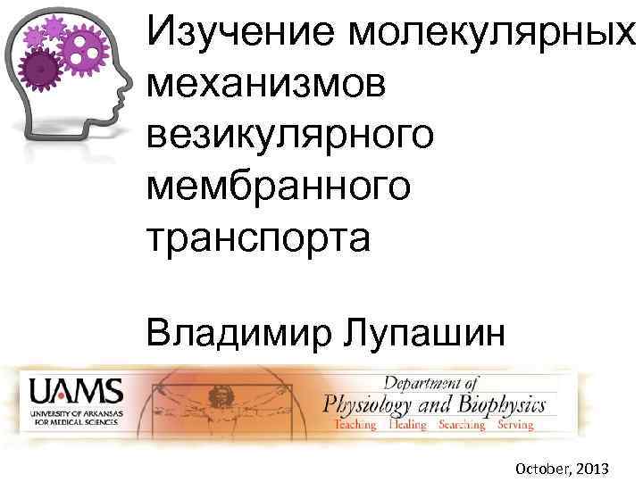 Изучение молекулярных механизмов везикулярного мембранного транспорта Владимир Лупашин October, 2013 