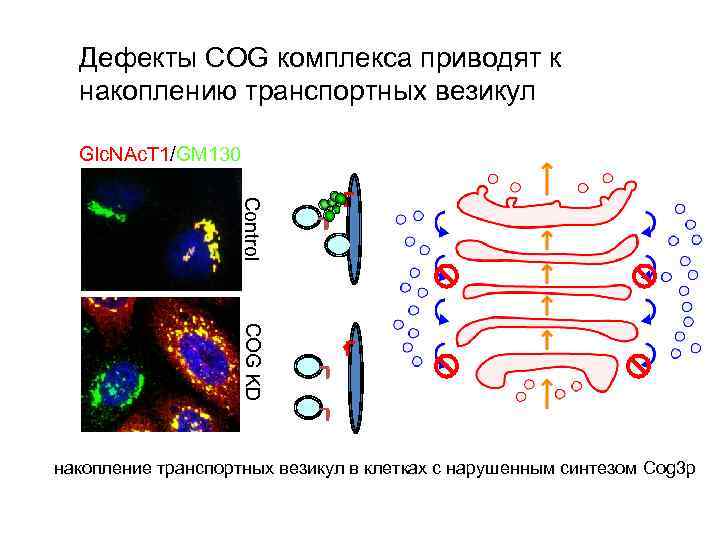 Дефекты COG комплекса приводят к накоплению транспортных везикул Glc. NAc. T 1/GM 130 Control