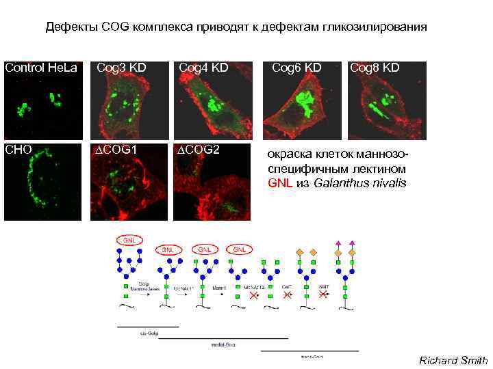 Дефекты COG комплекса приводят к дефектам гликозилирования Control He. La Cog 3 KD Cog
