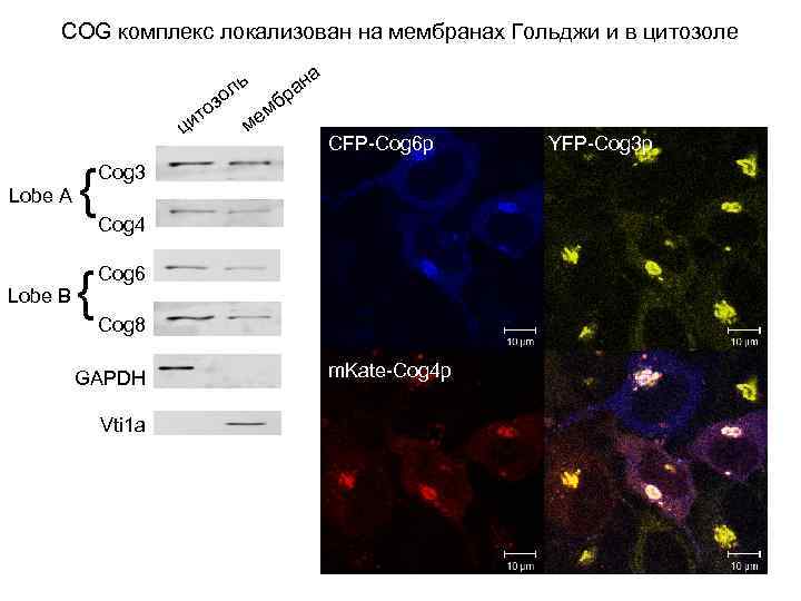 COG комплекс локализован на мембранах Гольджи и в цитозоле а ан ль о бр