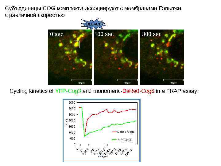 Субъединицы COG комплекса ассоциируют с мембранами Гольджи с различной скоростью BLEACH 0 sec 100