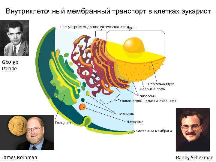 Внутриклеточный мембранный транспорт в клетках эукариот George Palade James Rothman Randy Schekman 