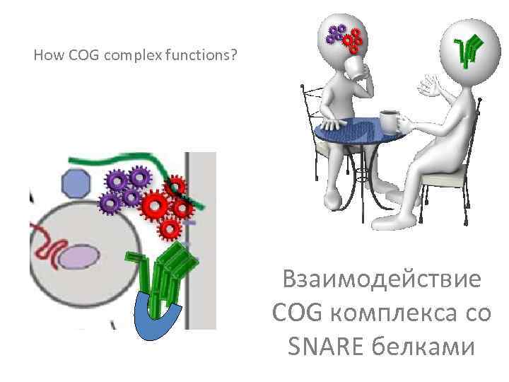 How COG complex functions? Взаимодействие COG комплекса со SNARE белками 