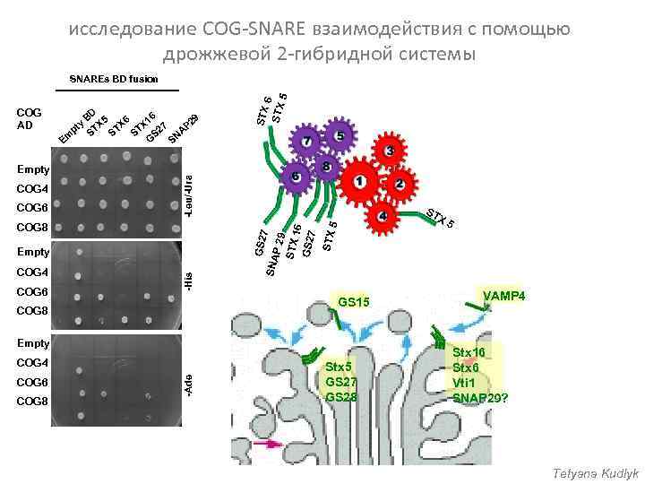 исследование COG-SNARE взаимодействия с помощью дрожжевой 2 -гибридной системы COG 4 COG 6 COG