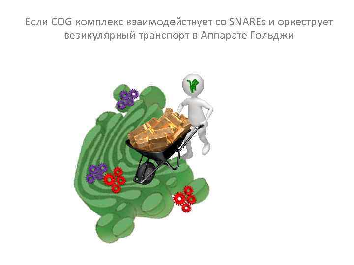 Если COG комплекс взаимодействует со SNAREs и оркеструет везикулярный транспорт в Аппарате Гольджи 