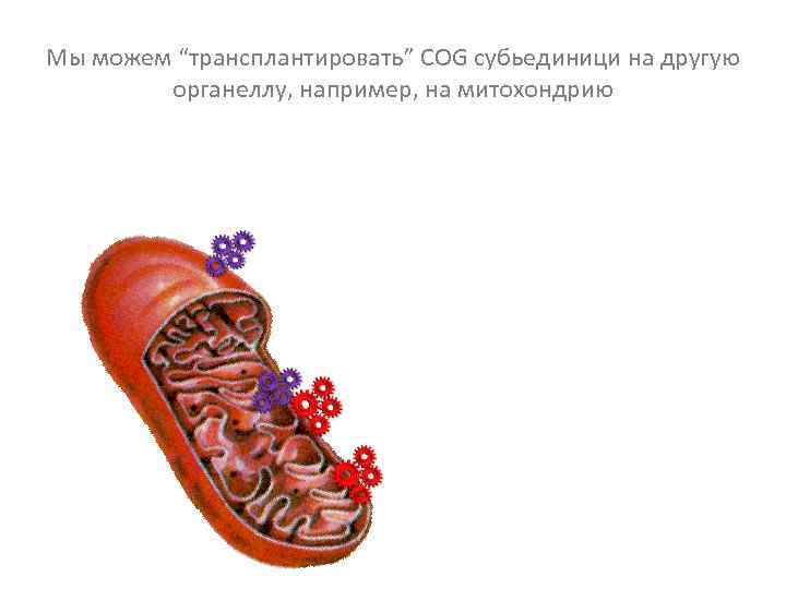 Мы можем “трансплантировать” COG субьединици на другую органеллу, например, на митохондрию 