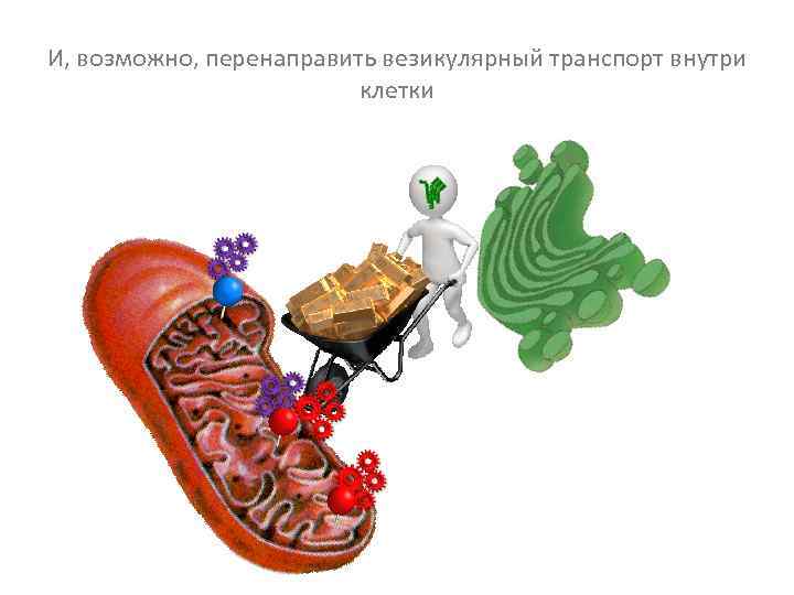 И, возможно, перенаправить везикулярный транспорт внутри клетки 
