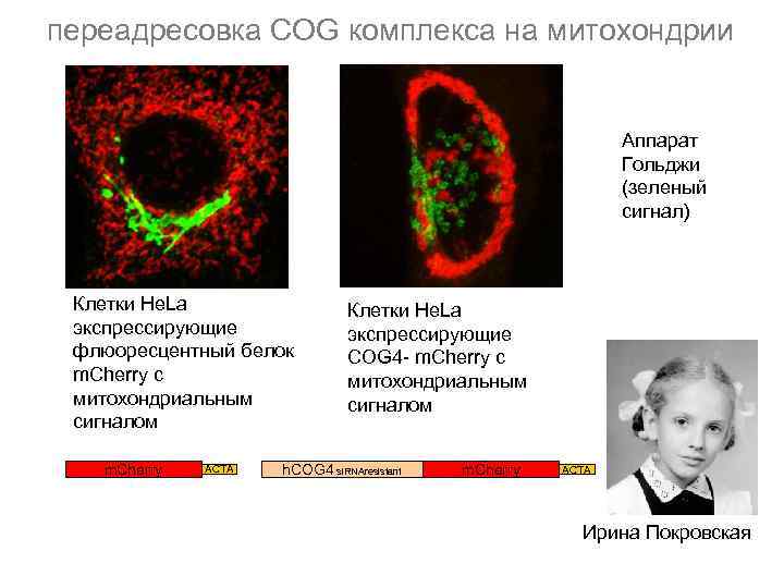 переадресовка COG комплекса на митохондрии Аппарат Гольджи (зеленый сигнал) Клетки He. La экспрессирующие флюоресцентный